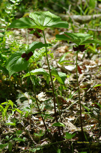 T._vaseyi_plants_