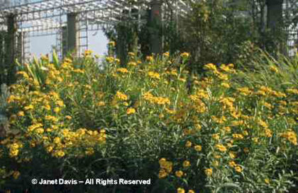Tagetes%20lucida