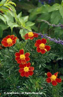 Tagetes%20patula%20