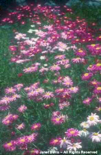 Tanacetum%20coccineum