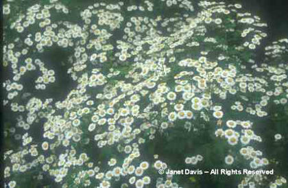 Tanacetum%20parthenium