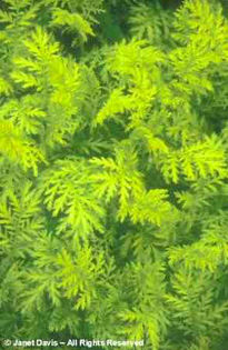 Tanacetum%20vulgare%20