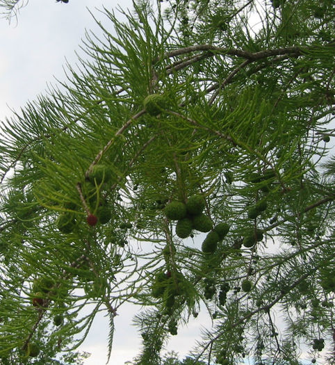 Taxodium_ascendens_seed_cone_WEB