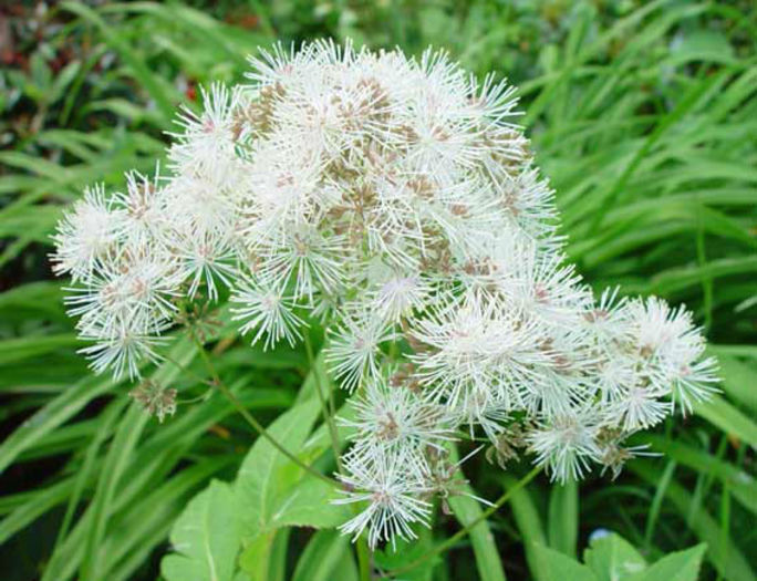 Thalictrum%20aquilegiifolium%20album