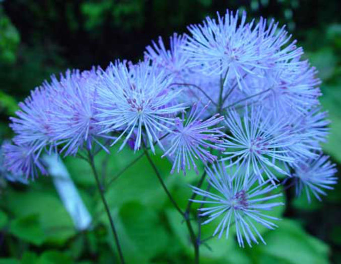 Thalictrum%20aquilegiifolium