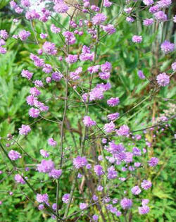 Thalictrum%20delavayi%20