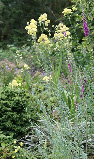 Thalictrum%20flavum%20glaucum%20