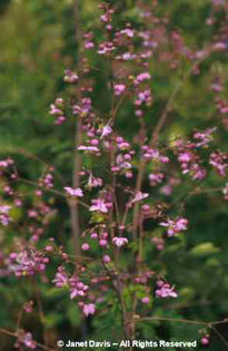 Thalictrum%20rochebrunianum