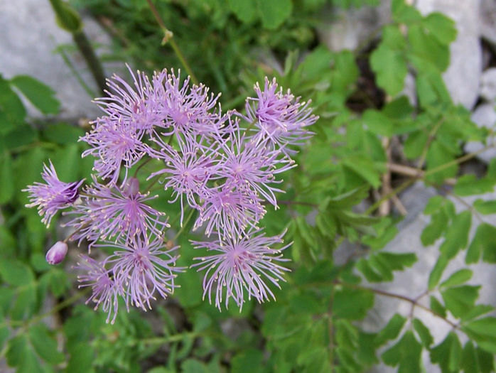 Thalictrum_aquilegifolium_a1