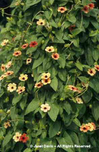 Thunbergia%20alata%20