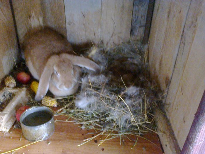 Foto1688; Femela 1 cu puiutii.Tatal e masculul galben,dar el provine dintr-o mama albastra.
