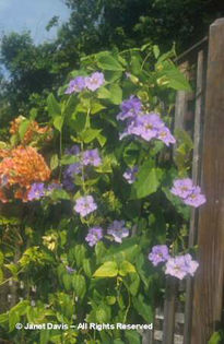 Thunbergia%20grandiflora