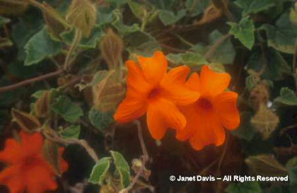 Thunbergia%20gregorii - minuni ale naturii create de Dumnezeu 3