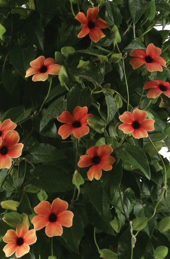 Thunbergia_Alata_African_Sunset-close-up