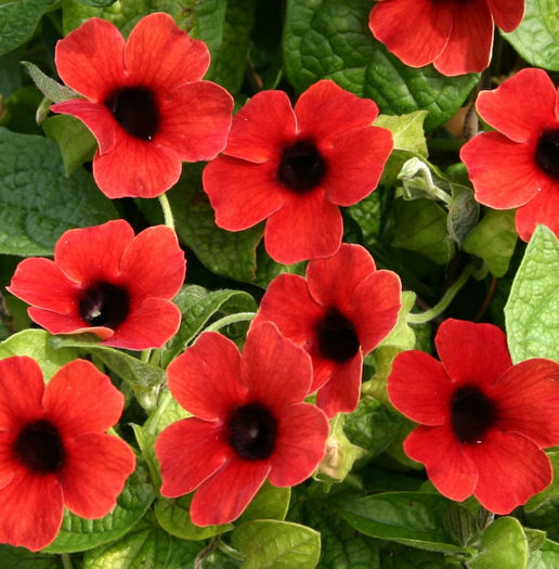 Thunbergia-Serengeti-Dark-Red-Web-3