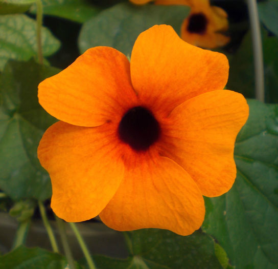 Thunbergia-Sunny-Susy-Red-Orange-Web - minuni ale naturii create de Dumnezeu 3