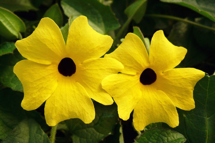 Thunbergia-Yellow-Web-2 - minuni ale naturii create de Dumnezeu 3