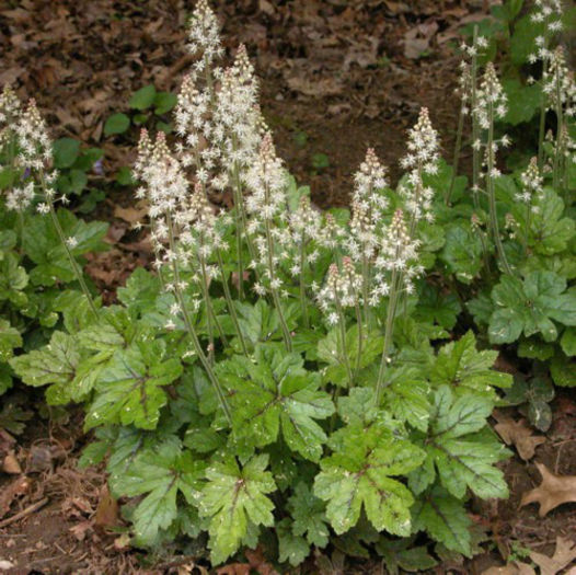 Tiarella (1) - minuni ale naturii create de Dumnezeu 3