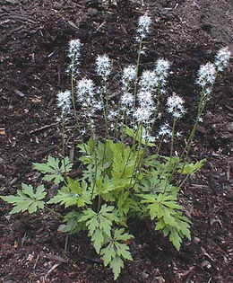 Tiarella%20 - minuni ale naturii create de Dumnezeu 3