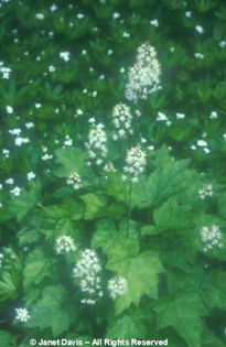 Tiarella%20cordifolia - minuni ale naturii create de Dumnezeu 3