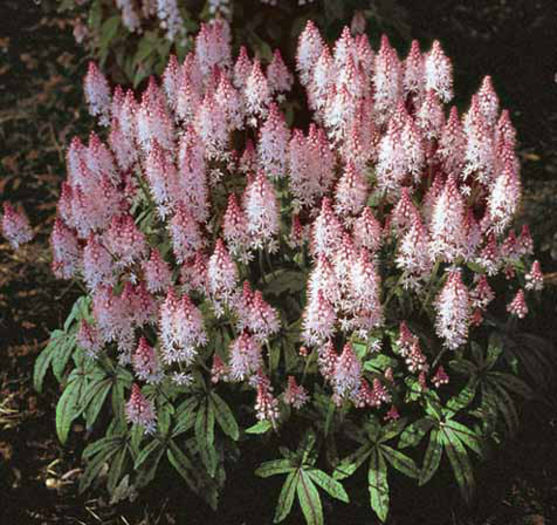 Tiarella%20