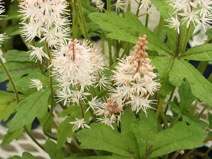 tiarella_cordifolia - minuni ale naturii create de Dumnezeu 3