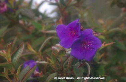 Tibouchina%20urvilleana - minuni ale naturii create de Dumnezeu 4