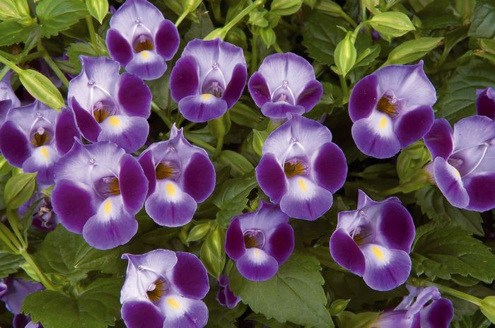 torenia_purple_moon