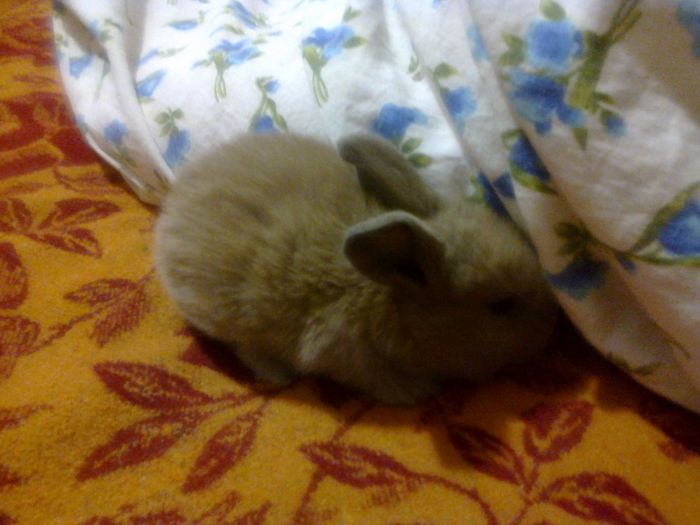 Foto1726; Iar suntem in deriva si nu stim ce culoare avem......Va rugam sa ne ajutati!
