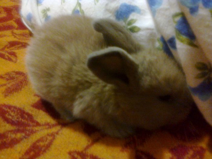 Foto1727; Mama e F1 galbena si tatal e M2 galben, dar provine din mama albastra!
