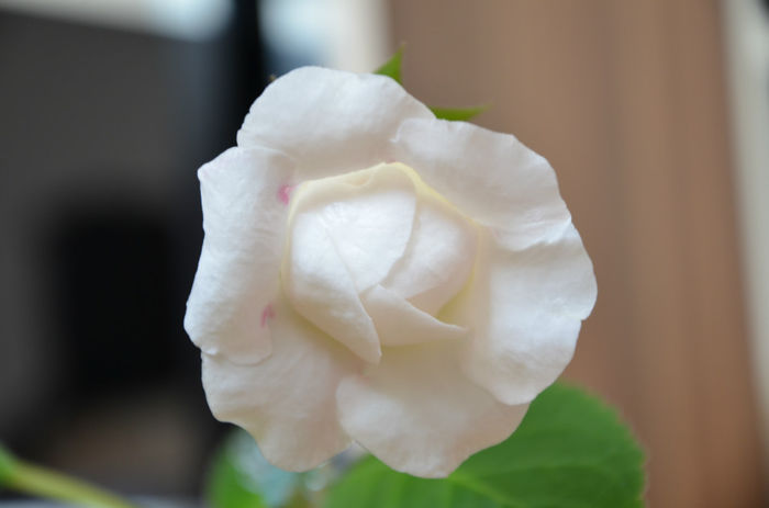Venok Fey Arina - Gloxinii 2013