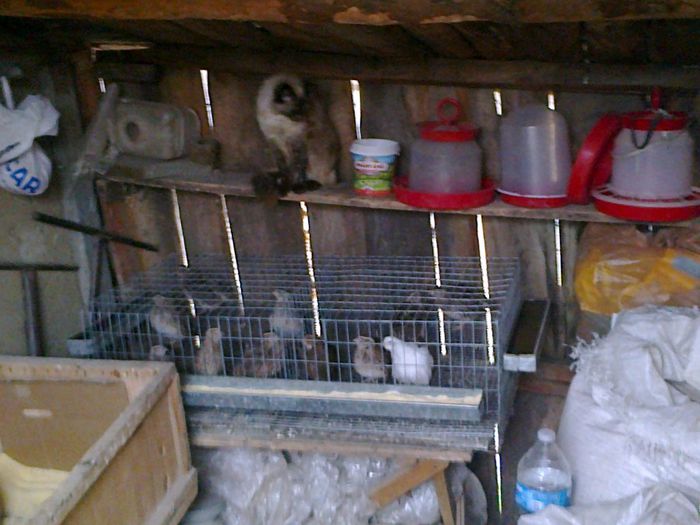Foto1740; Aici avem cateva prepelite.Le-am gazduit in magazia de cereale!Am uitat de pisica, ea singura s-a asezat la sedinta foto, asta e!
