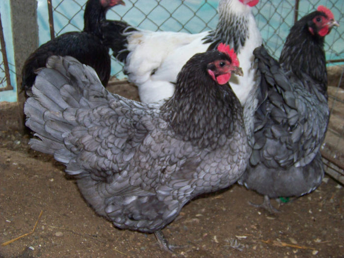 100_7639 - Australorp albastru 2014