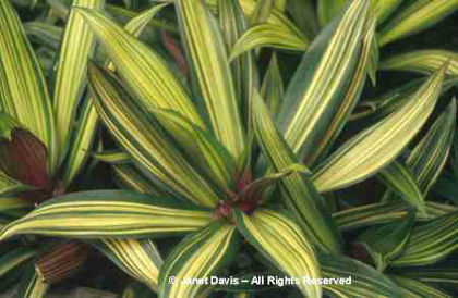 Tradescantia%20spathacea%20