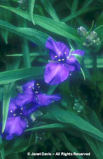 Tradescantia%20x%20andersoniana