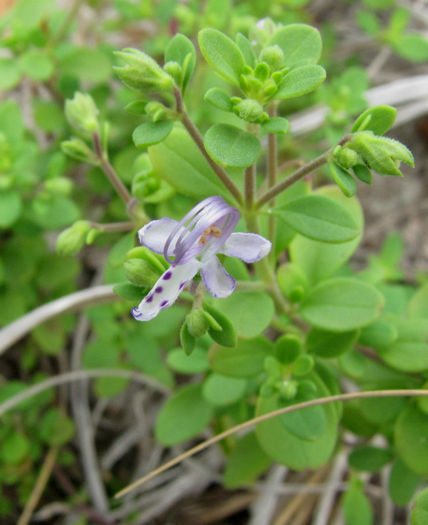 Trichostema_dichotomum_web