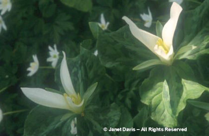 Trillium%20albidum