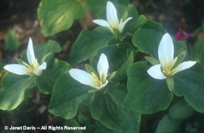 Trillium%20chloropetalum