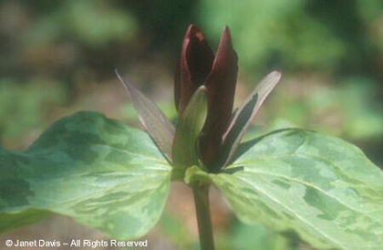 Trillium%20cuneatum