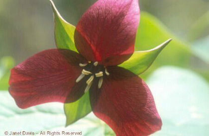 Trillium%20erectum