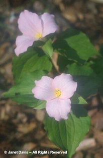Trillium%20grandiflorum%20f_%20roseum