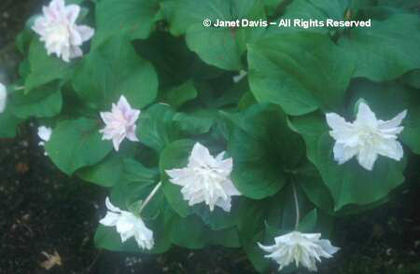 Trillium%20grandiflorum%20