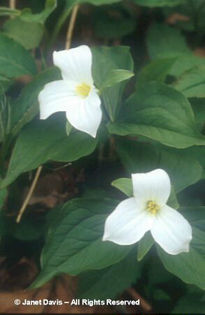 Trillium%20grandiflorum