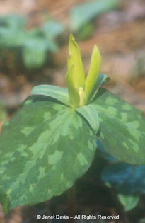 Trillium%20luteum