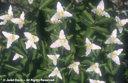 Trillium%20nivale