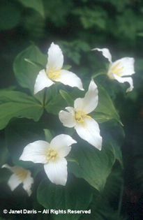 Trillium%20ovatum