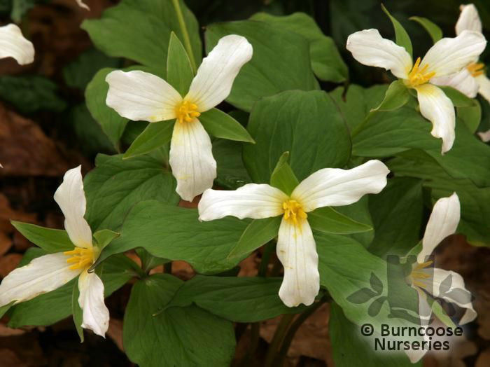 trillium_grandiflorum_4194~2