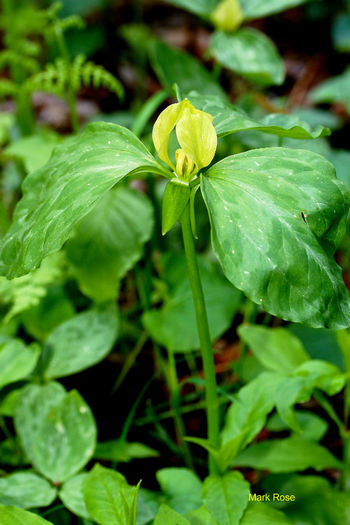 Trillium_recurvatum_f._luteum_