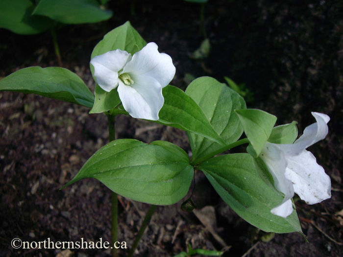 Trillium-grandiflorum-two-white-flowers