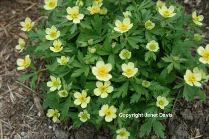 Trollius-laxus-1